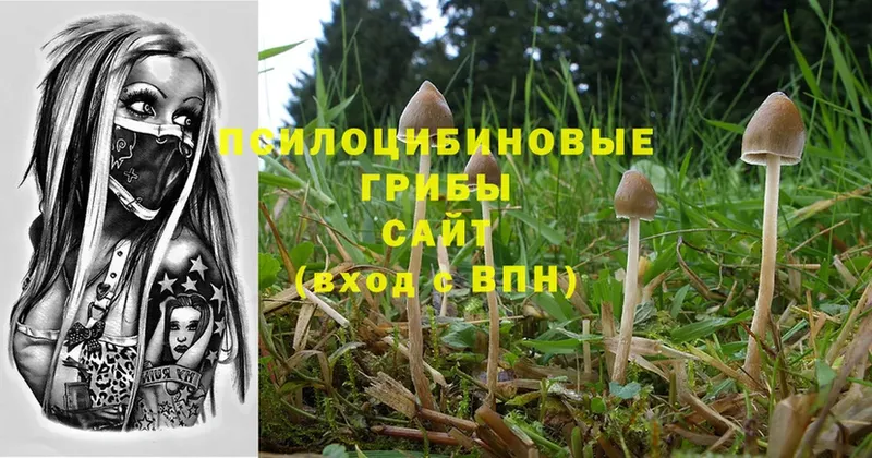 купить закладку  Переславль-Залесский  Галлюциногенные грибы MAGIC MUSHROOMS 